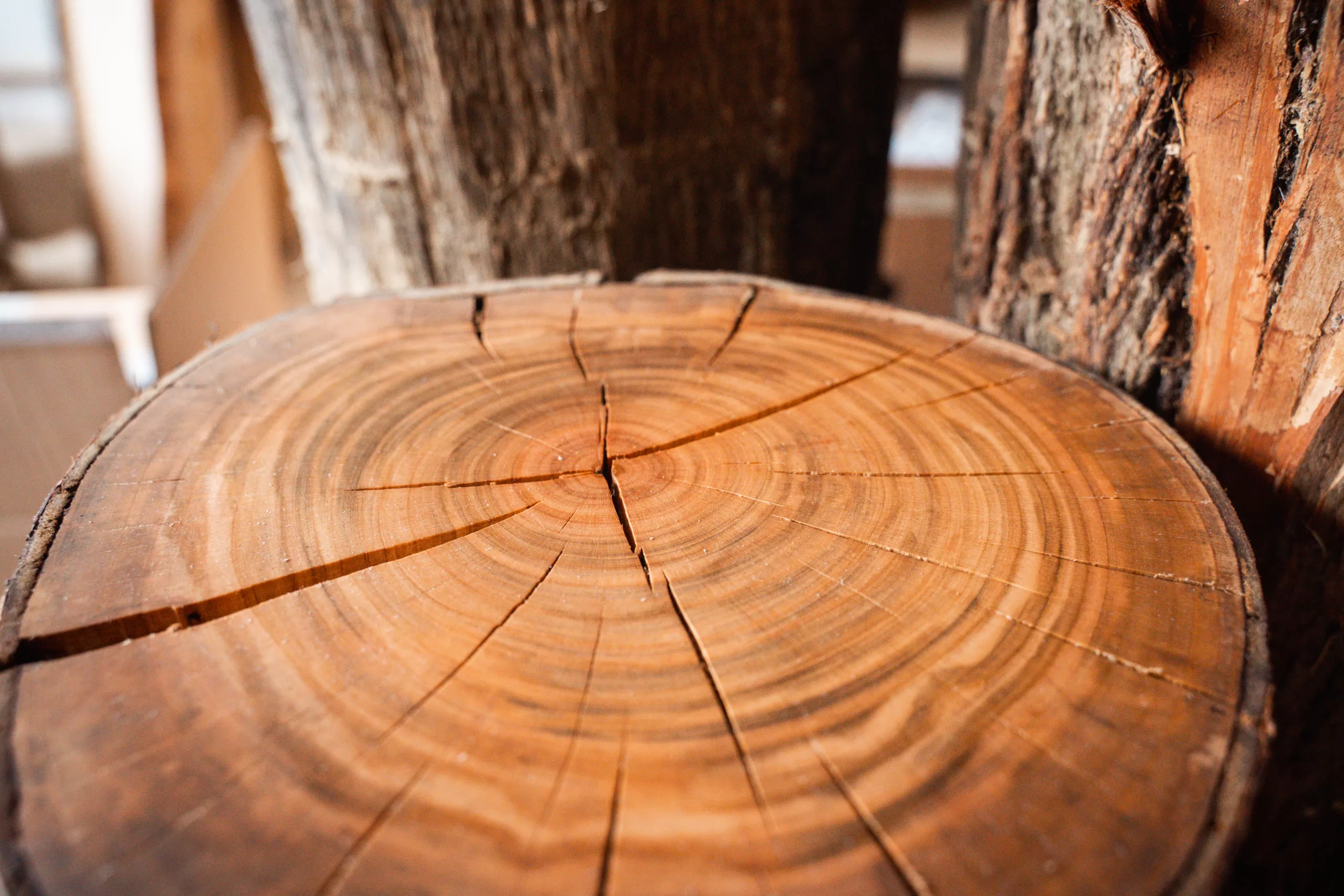 Letokruhy - Sakurový kmen - Blog