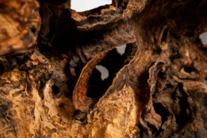 Olivová podnož Space root z kořene - detail