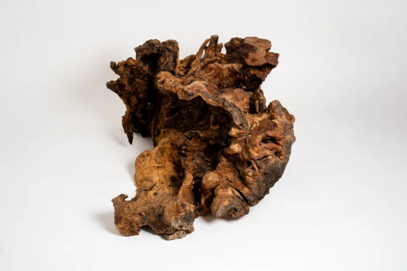 Olivová podnož Space root z kořene - pohled ze strany